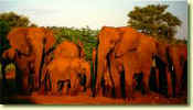 elephantherd4_sm[1].jpg (7342 bytes)